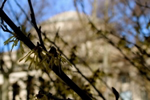 buds in front of MIT's Great Dome